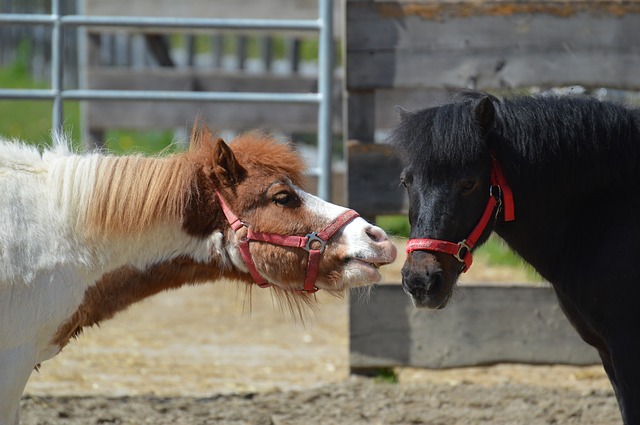 Funny cute horse