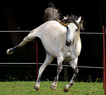 Funny cute horse