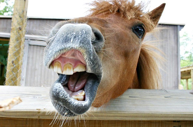 Funny cute horse