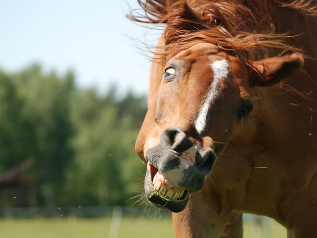Funny cute horse