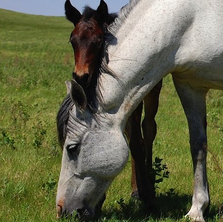 Funny cute horse