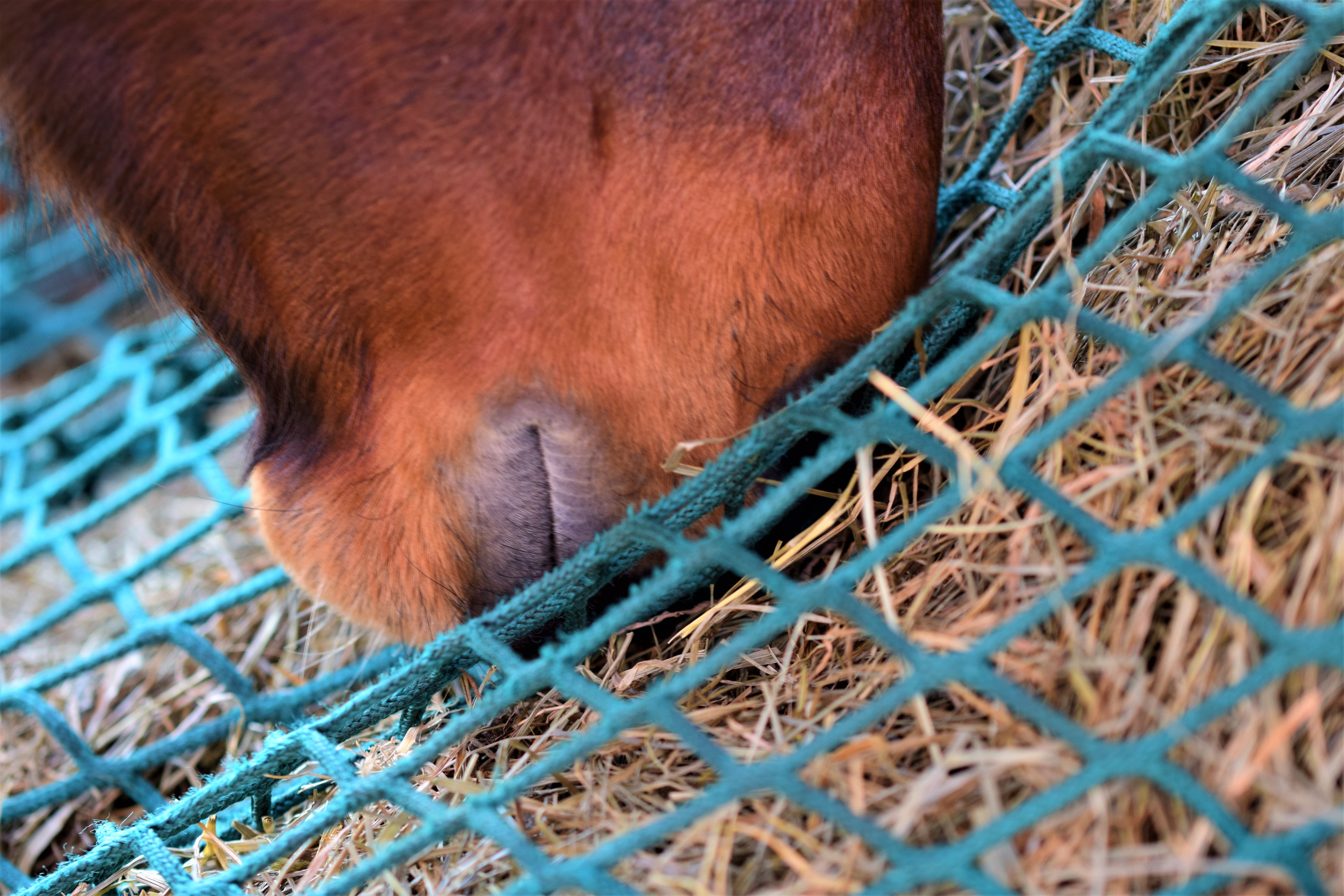 Horse Eating Hay Net