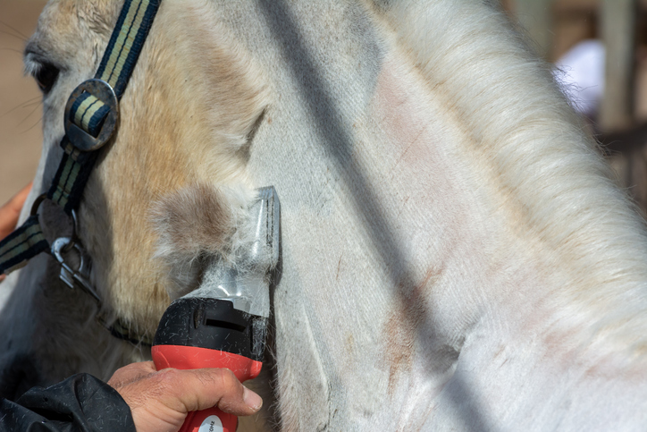 horse clipping