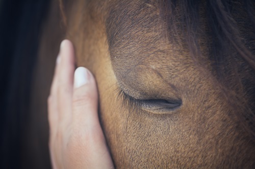 Grieving Loss of Horse