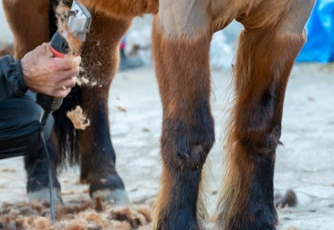Horse Clipping