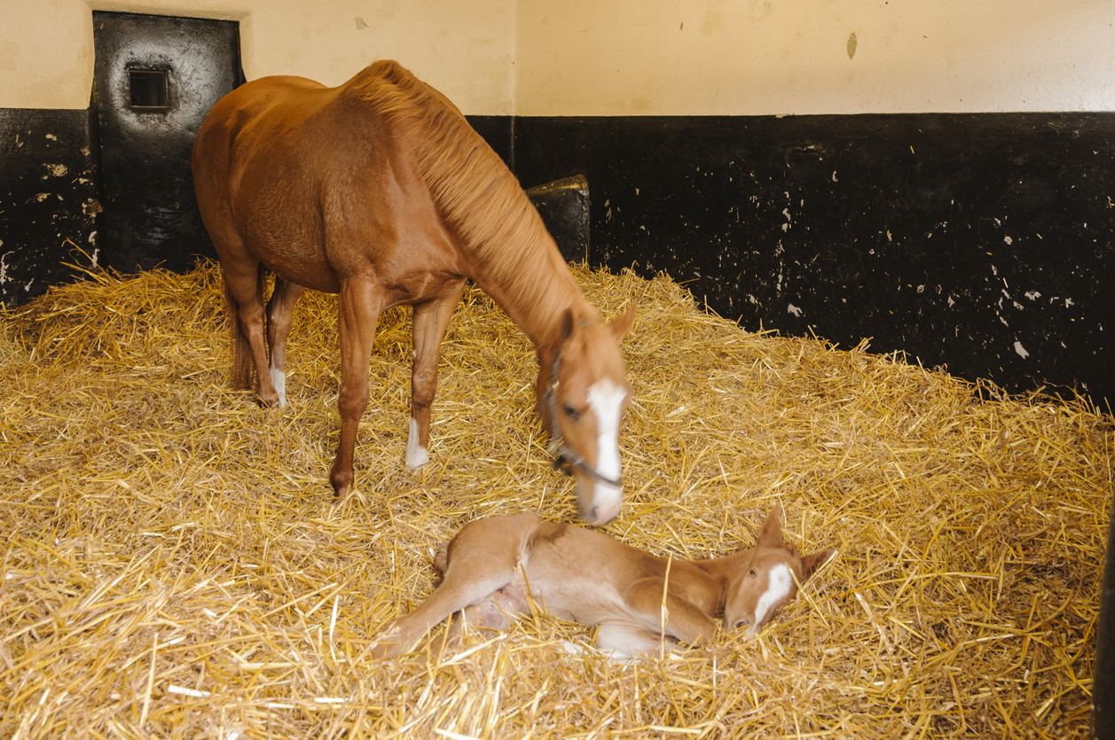 Straw Horse Bedding