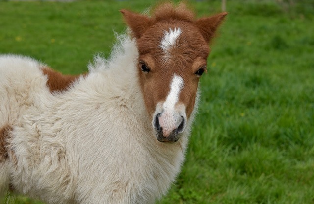 Funny Cute Horse