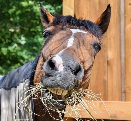 Funny cute horse