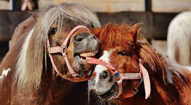 Funny cute horse