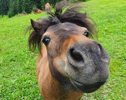 Funny cute horse