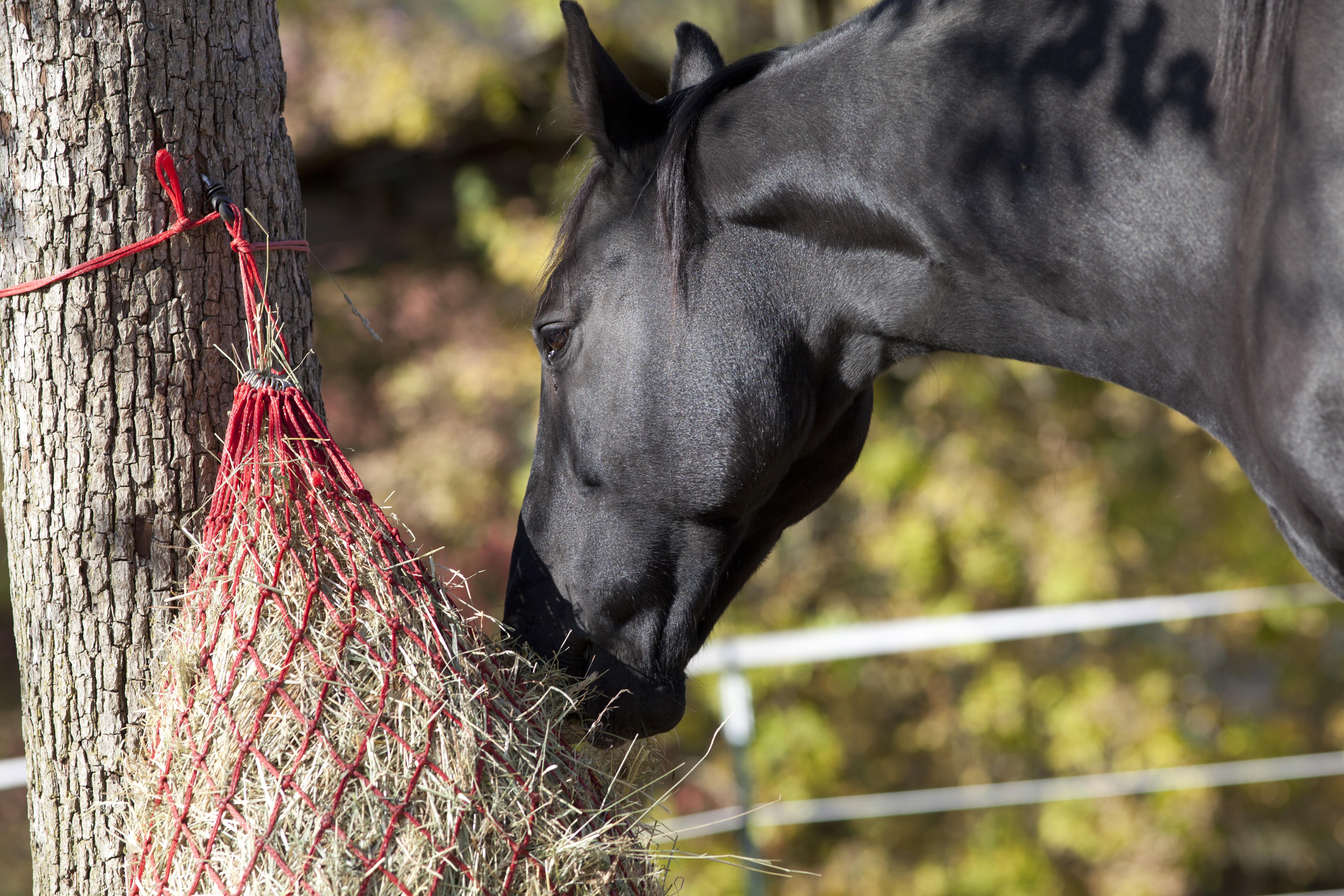 Hay Net for feeding hay