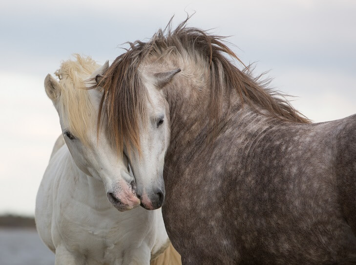 horse boarding