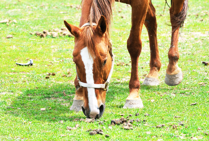 Equine Parasites