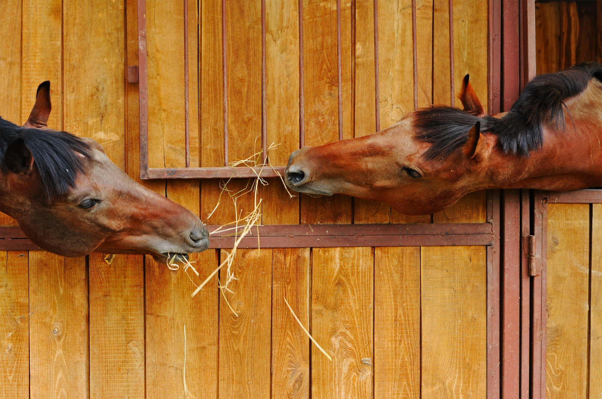 Horse Boarders